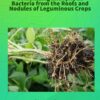 Basic of Mushroom Cultivation Technology - Image 2